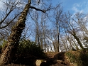 Arbres et rochers